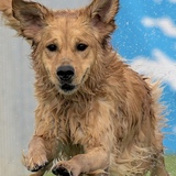 Entry image for Daisy