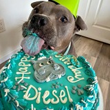 Entry image for Diesel