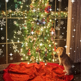 Entry image for Pip
