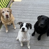 Entry image for Rocky, Bubba, & Tilly