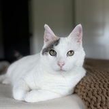 Entry image for Phoebe 