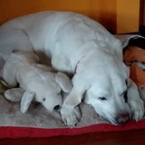 Entry image for Buddy