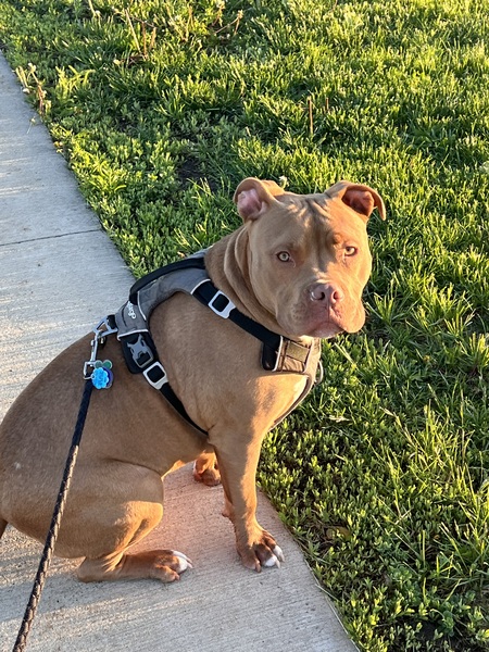 Entry image for Bogey. Clicking this image will show a larger photo