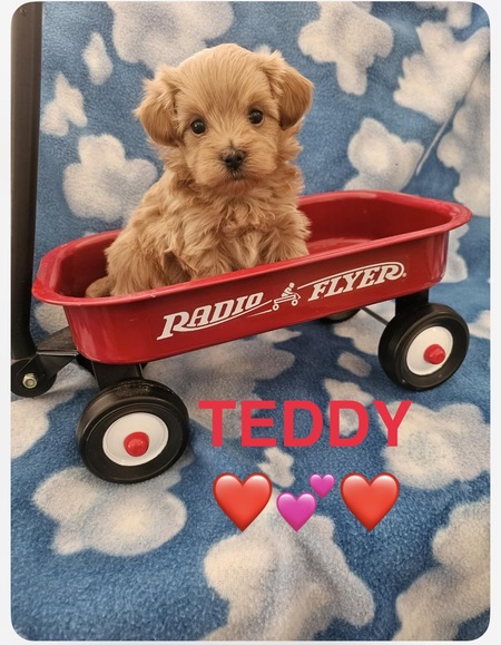 Entry image for Teddy . Clicking this image will show a larger photo
