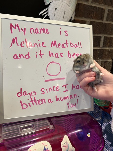 Entry image for Melanie Meatball. Clicking this image will show a larger photo