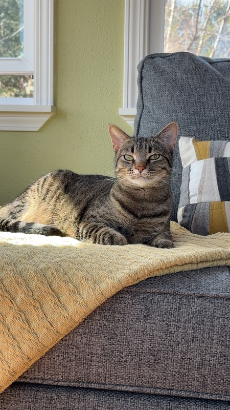 Entry image for Olive. Clicking this image will show a larger photo