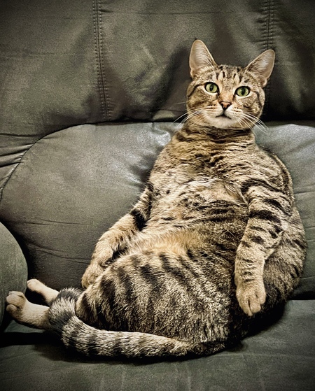 Entry image for Sleepy. Clicking this image will show a larger photo