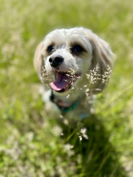Entry image for Lord Theodore Flouffington “Teddy “. Clicking this image will show a larger photo