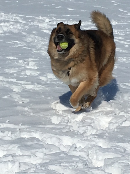 Entry image for Wally. Clicking this image will show a larger photo
