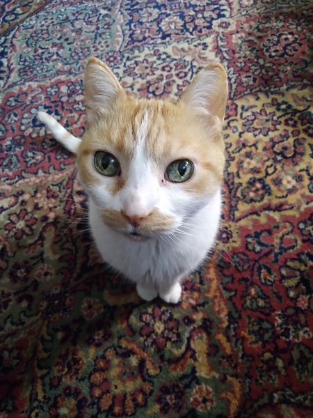 Entry image for Izzy. Clicking this image will show a larger photo