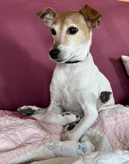 Entry image for Olive. Clicking this image will show a larger photo