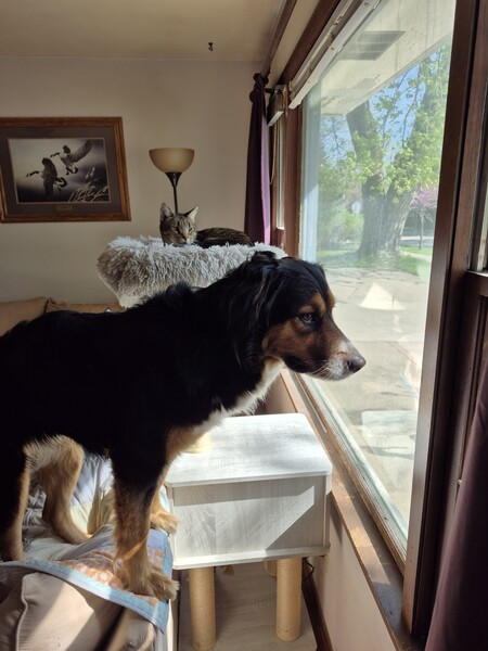 Entry image for Zoey and Mash. Clicking this image will show a larger photo
