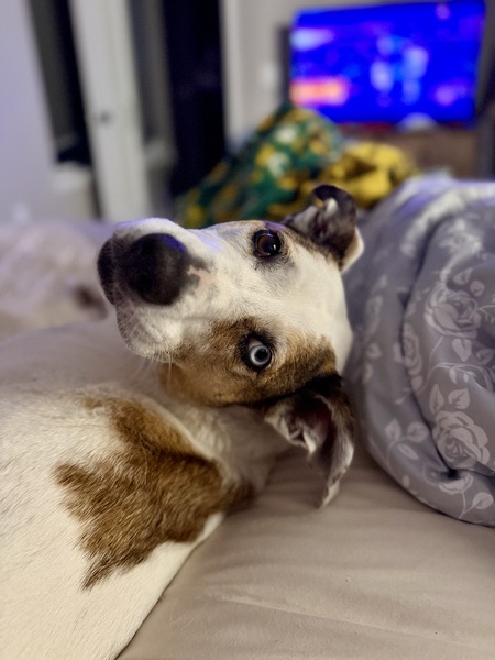 Entry image for Millie. Clicking this image will show a larger photo