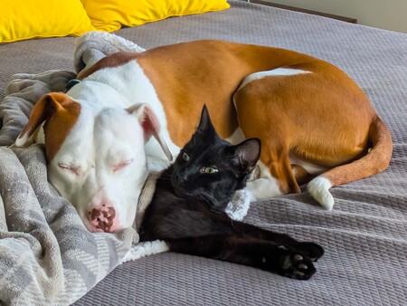 Entry image for Oliver & Odin. Clicking this image will show a larger photo