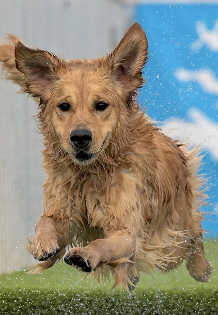 Entry image for Daisy. Clicking this image will show a larger photo