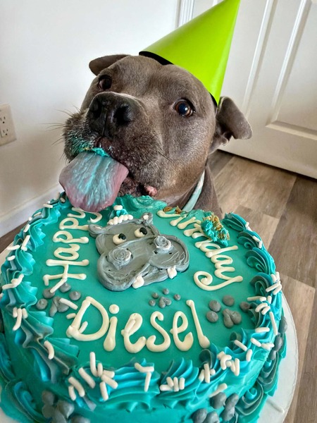 Entry image for Diesel. Clicking this image will show a larger photo