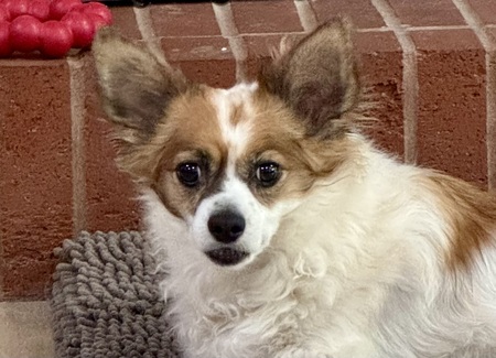 Entry image for Bhodi . Clicking this image will show a larger photo
