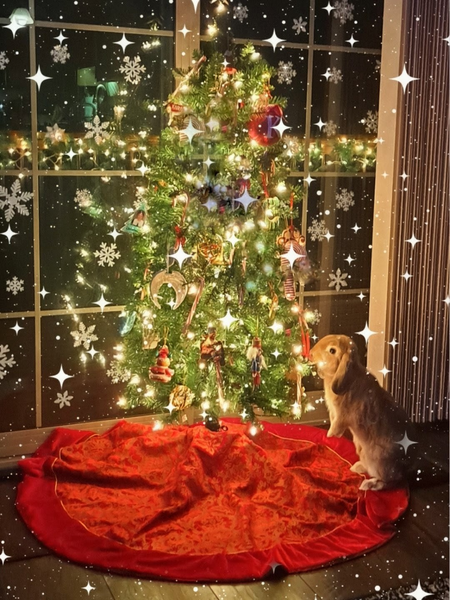 Entry image for Pip. Clicking this image will show a larger photo