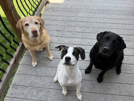 Entry image for Rocky, Bubba, & Tilly. Clicking this image will show a larger photo