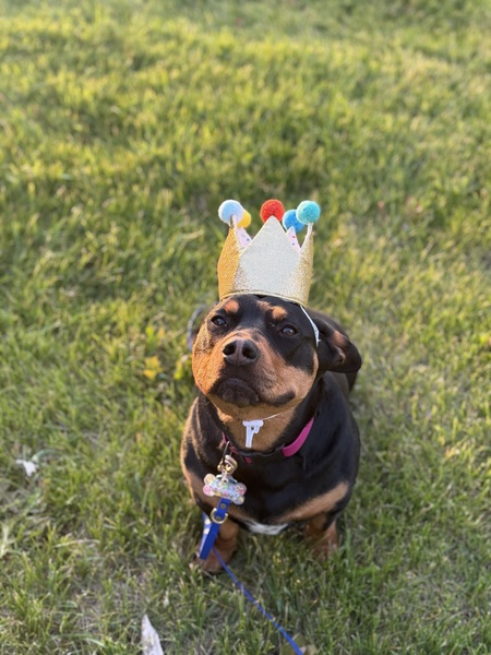Entry image for Ruthie. Clicking this image will show a larger photo