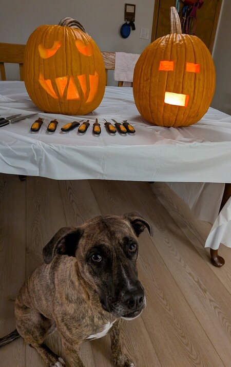 Entry image for Greta. Clicking this image will show a larger photo
