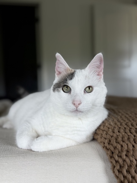 Entry image for Phoebe . Clicking this image will show a larger photo