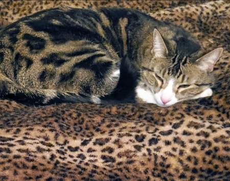 Entry image for Hobbes . Clicking this image will show a larger photo