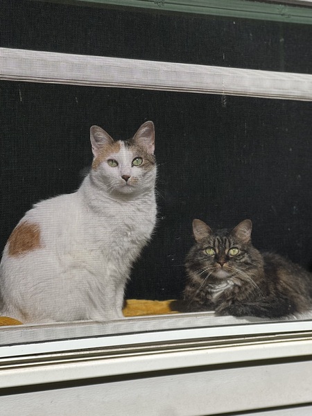 Entry image for Tiny and Winnie. Clicking this image will show a larger photo