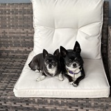 Entry image for Sasha and Gracie