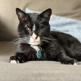 Entry image for Buster