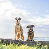 Entry image for Joey and Ella