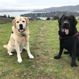 Entry image for Yogi and Koda