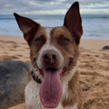 Entry image for Pua