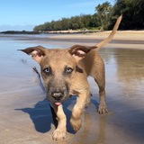 Entry image for Nala