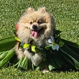 Entry image for TEDDY