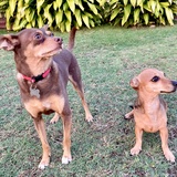 Entry image for Gonzo & Reeses