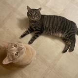 Entry image for Pippin & Hobbes 