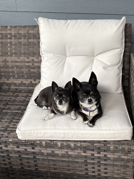 Entry image for Sasha and Gracie. Clicking this image will show a larger photo