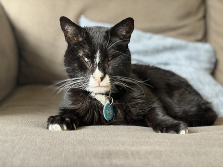 Entry image for Buster. Clicking this image will show a larger photo