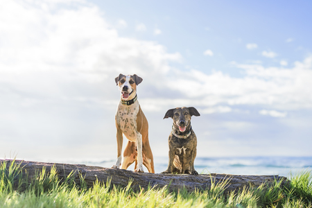 Entry image for Joey and Ella. Clicking this image will show a larger photo