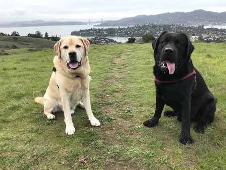 Entry image for Yogi and Koda. Clicking this image will show a larger photo