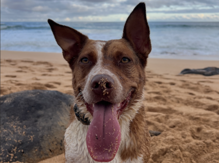 Entry image for Pua. Clicking this image will show a larger photo