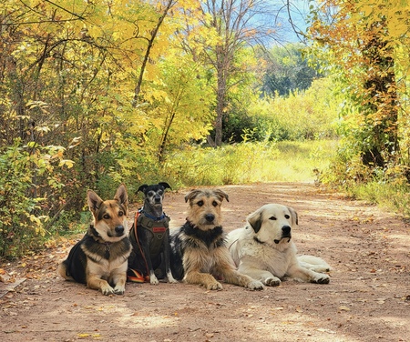 Entry image for Jamie, Tuck, Jax, Chloe. Clicking this image will show a larger photo