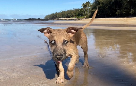 Entry image for Nala. Clicking this image will show a larger photo