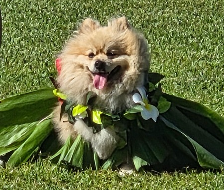 Entry image for TEDDY. Clicking this image will show a larger photo