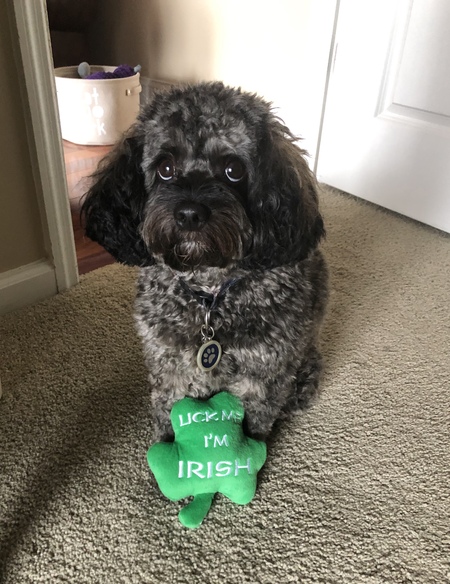 Entry image for Seamus. Clicking this image will show a larger photo