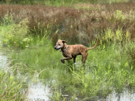 Entry image for Grendel. Clicking this image will show a larger photo