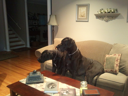 Entry image for Sophie & Winston. Clicking this image will show a larger photo