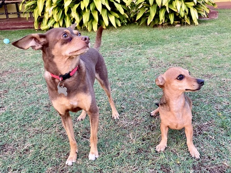 Entry image for Gonzo & Reeses. Clicking this image will show a larger photo