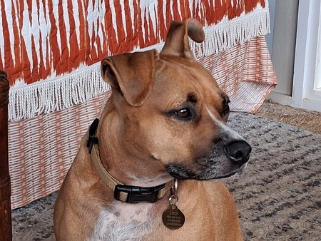 Entry image for Lucy. Clicking this image will show a larger photo